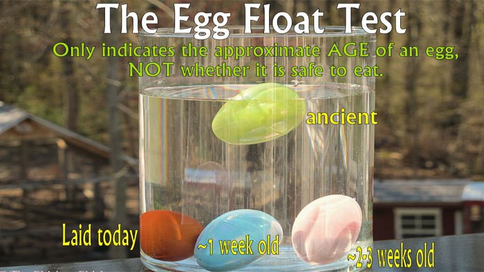 egg-float