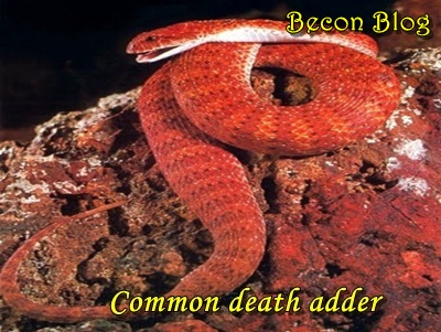 common-death-adder-741x1024