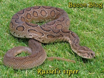 russells-viper