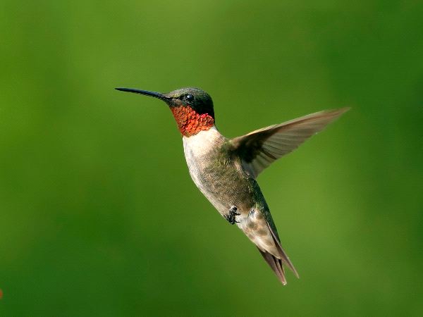 Male_Ruby_Throated_Hummingbird_In_Green_Background_600