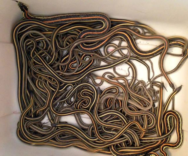 102-snakes-found-in-home