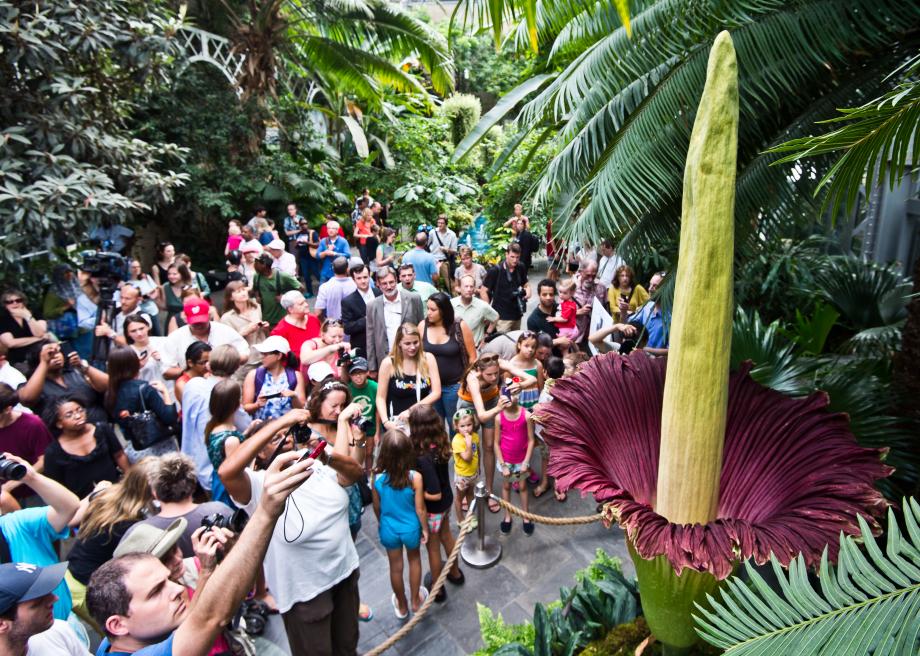 174234695-tourists-look-at-the-blooming-titan-arum-plant-july-22.jpg.CROP.promo-large2