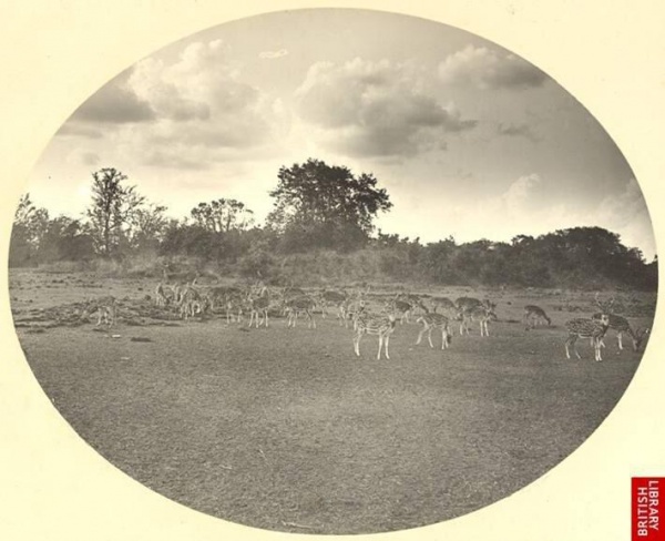 1904-Deer-park-of-Nawabs-Shahbag-