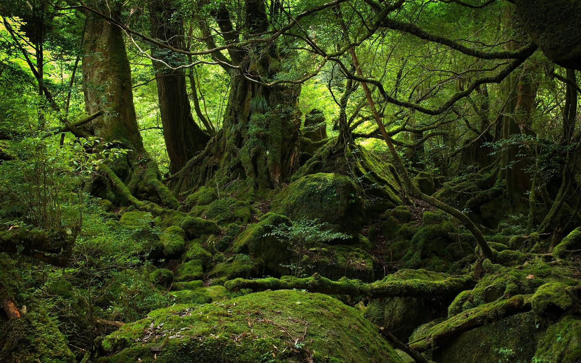 Aokigahara-Forest-Japan