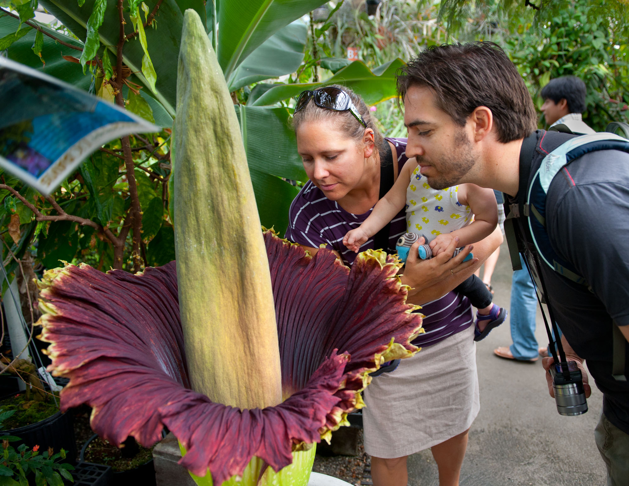 ORG XMIT: CASAB301 Leia Matern,left, of Woodland, Calif, her husband Philip, and their 15-month-old daughter Matilda, smell 17-year-old Tammy the Titan corpse flower that is in bloom at the UC Davis Botanical Conservatory, Monday June 18, 2012.(AP Photo/The Sacramento Bee, Randy Pench) MANDATORY CREDIT