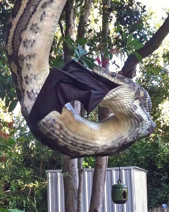 snake-eats-bat