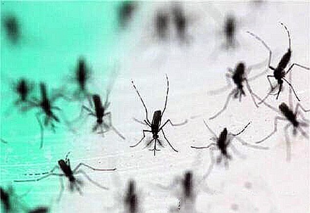 Pic shows: The mosquitos. A revolutionary new project has been decimating mosquito populations after a factory was set up to produce a million infertile mosquitoes every week to fight against Dengue fever. The revolutionary idea which is being tested in the Science City area in the city of Guangzhou, capital of Chinas southern Guangdong Province, is centred on the fact that a female mosquito will only mate once. That mating then stimulators her to produce eggs. But by releasing infertile male mosquitoes, the eggs never develop. And the scientist have found that by releasing 1 million infertile mosquitoes every week they have been significantly reducing concentrations of the bloodsucking insect. The projects team leader, Xi Zhiyong, who led a first round of trial tests recently, confirmed they had been releasing the mosquitoes to nearby Shazi Island every week to combat dengue fever. The release of the male mosquitoes is no threat to the human population because not only do they not carry the disease, but male mosquitoes do not bite. In fact most mosquitoes feed on fruit and plant nectar, and only the females need the blood to provide the protein to lay eggs. Tests results found that the sterilised male mosquitoes were able to help reduce the mosquito population by some 90 per cent. According to Zhiyong, releasing sterilised mosquitos into the wild is just one of several innovative attempts to fight dengue fever, a disease which causes 22,000 deaths annually, mostly amongst children. With no vaccine or treatment for dengue haemorrhagic fever, China experienced its worst outbreak in decades, which resulted in some 47,000 cases. The pain caused by the disease is so intense that it has also become known as the "break bone disease". Scientists believe that if it works in the current testing it can also be used in other regions around the world for example to fight against malaria. (ends)