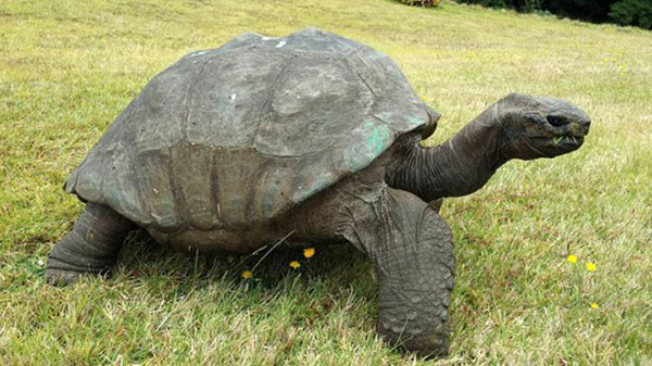 qq1lb-tortoise-1900-2