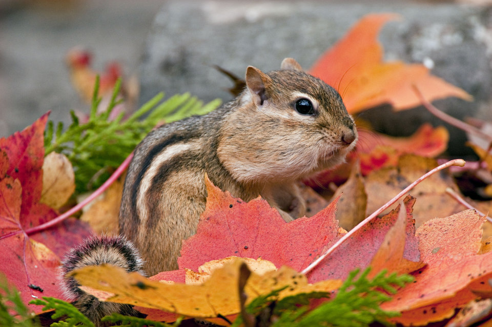 Eastern Chipmunk (Tamias striatus) with bulging cheeks filled with seeds, amongst Autumn Leaves, Michigan, USA