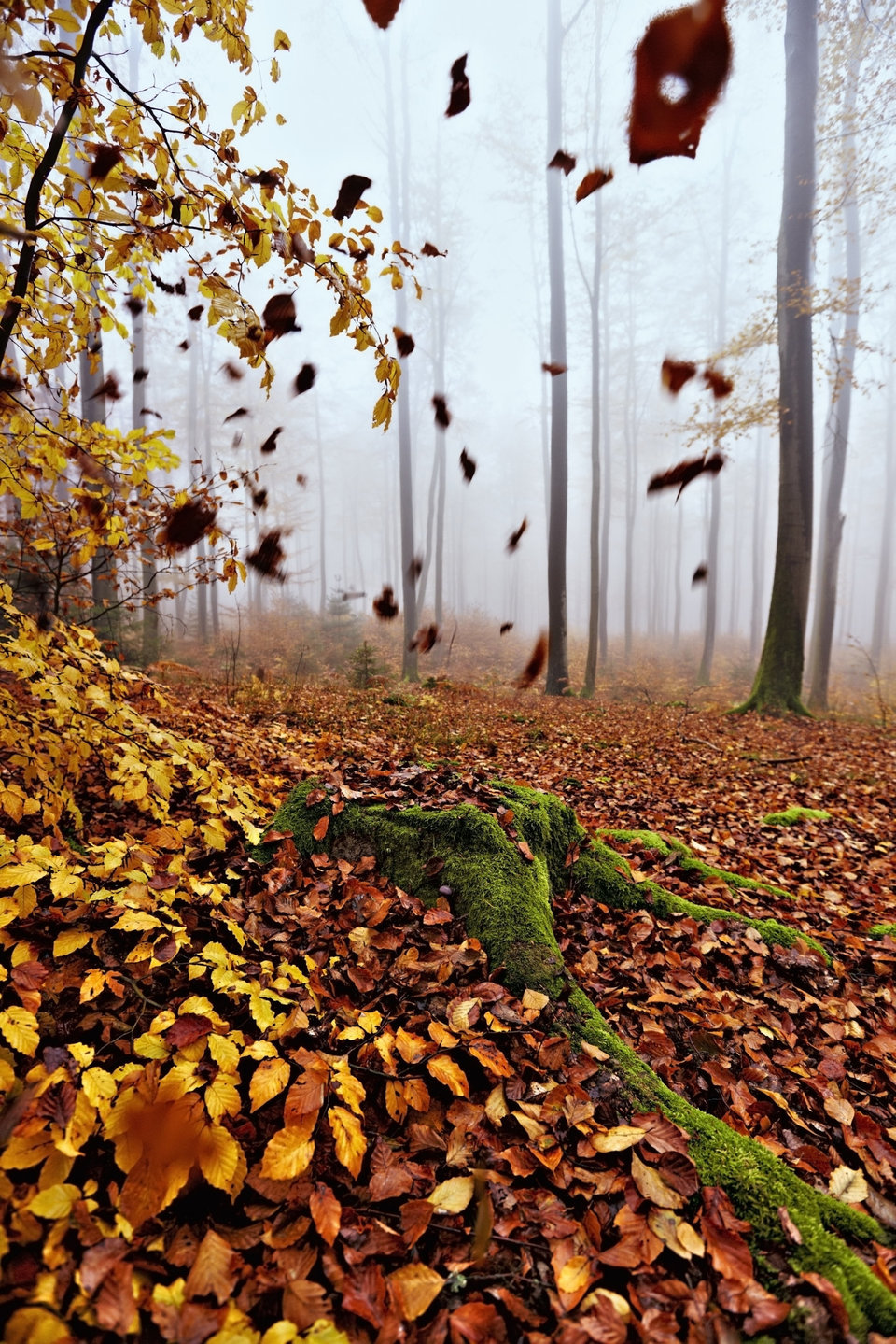 Falling leaves in misty forest