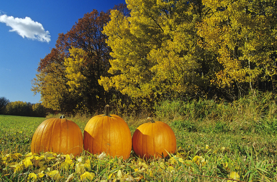 pumpkins and autumn foliage, near St. Adolphe, Manitoba, Canada.