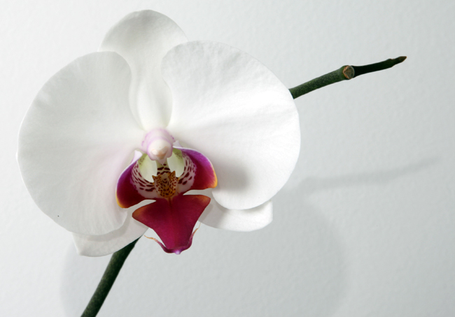 1454320178-Phalaenopsis_Orchid-3
