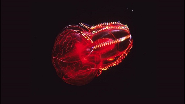bloodybelly-comb-jelly