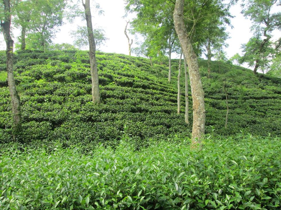 Tea garden kalapur